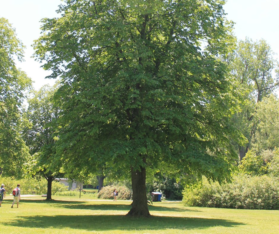 leaf's tweet photo. The native basswood (Tilia americana) is a large shade tree with big heart-shaped leaves and fragrant flowers, making it popular with both people and bees!
Plant a basswood for less today through LEAFβs #BackyardTreePlantingProgram: https://t.co/bIrbwqcD3B https://t.co/EUeNBODjep