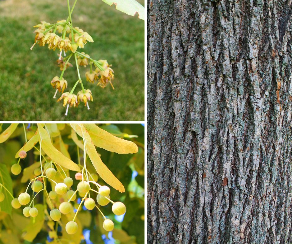 leaf's tweet photo. The native basswood (Tilia americana) is a large shade tree with big heart-shaped leaves and fragrant flowers, making it popular with both people and bees!
Plant a basswood for less today through LEAFβs #BackyardTreePlantingProgram: https://t.co/bIrbwqcD3B https://t.co/EUeNBODjep