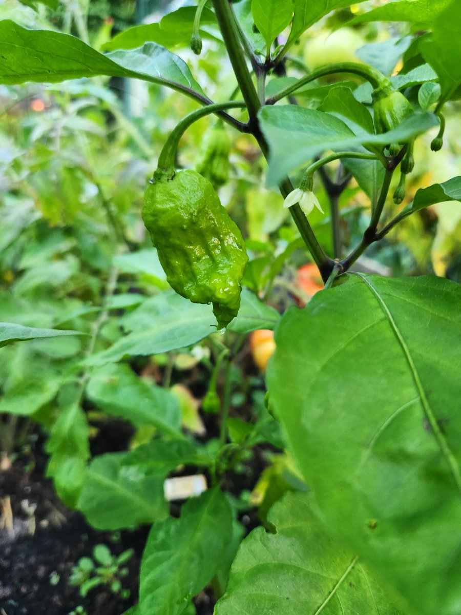 Roboineer9's tweet photo. Carolina Reaper's looking good, can't wait until they are ready to torture my victims! #spicy https://t.co/ifhFvY7uxx