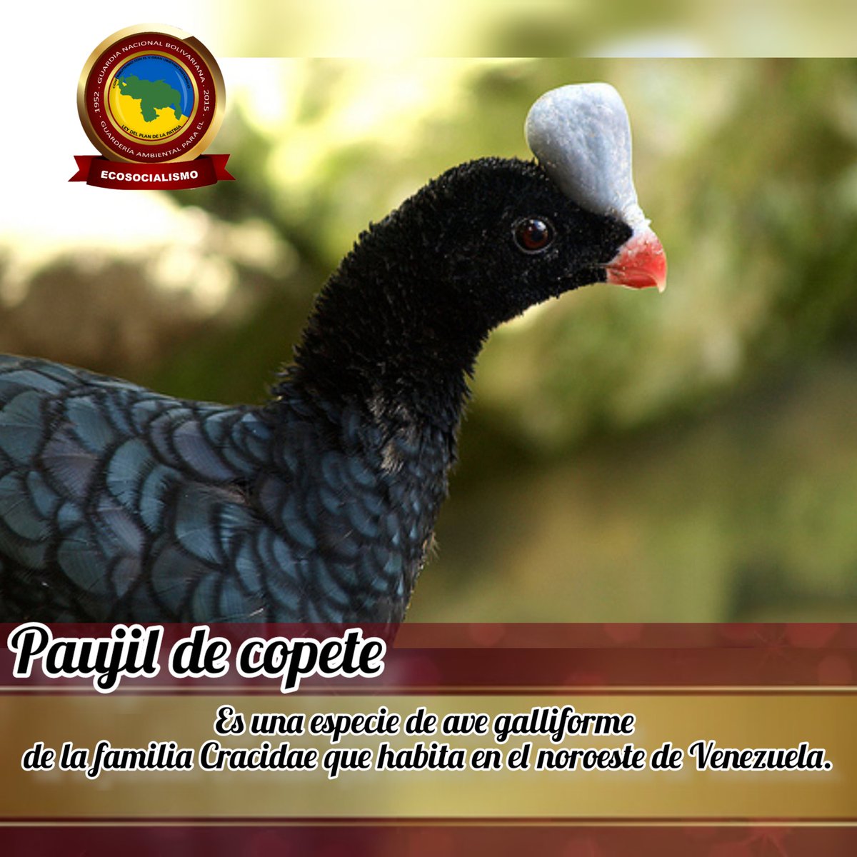 #29Ago •| Buenos días Venezuela, recordemos cuidar de nuestra Fauna silvestre, toda y cada unas de las especies que la integran.