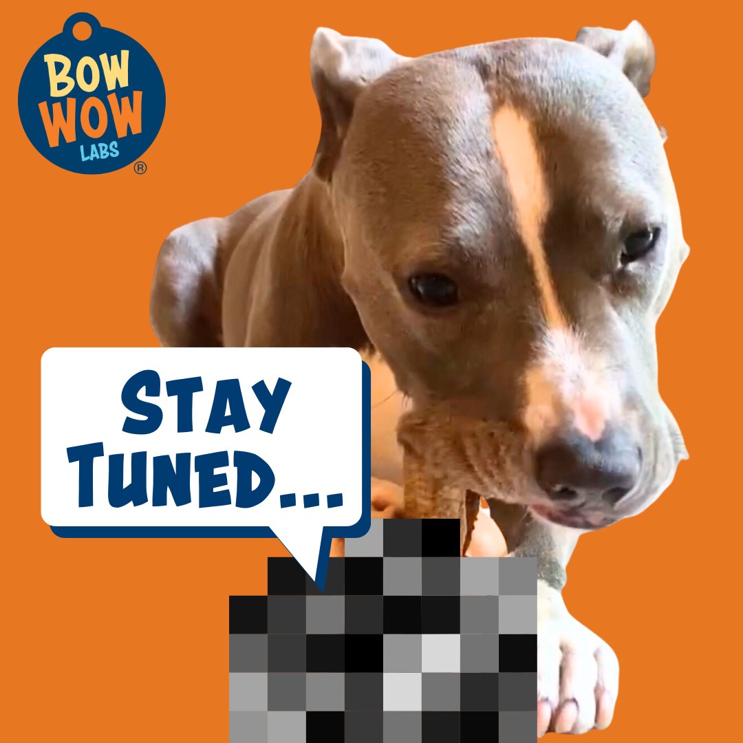 bowwowlabs's tweet photo. We've been keeping a secret!!🤫 Stay tuned for an exciting launch tomorrow... 🎁 https://t.co/Xp4UIcB7w2