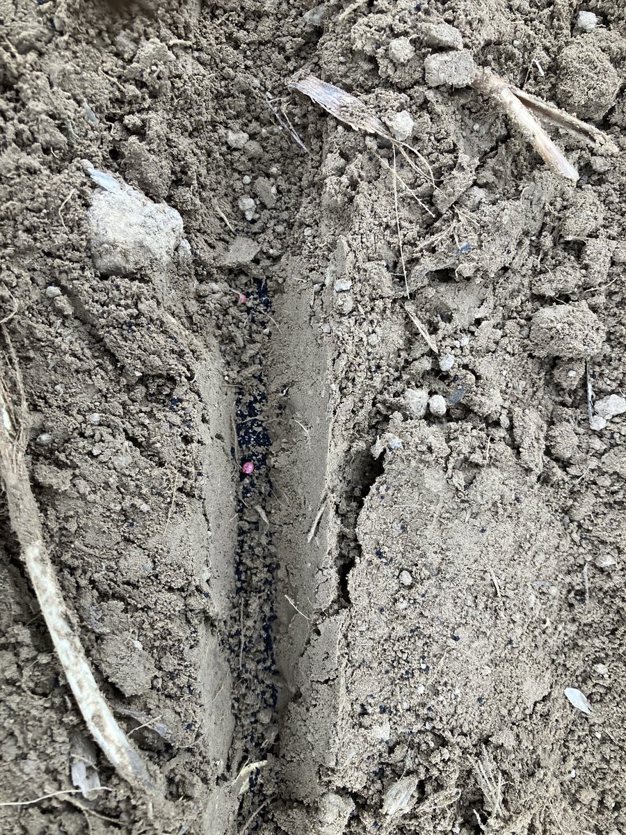 Nouvelles solutions « Énergie et protection » #sumiagro sur Colza pour garantir un début de cycle optimal.