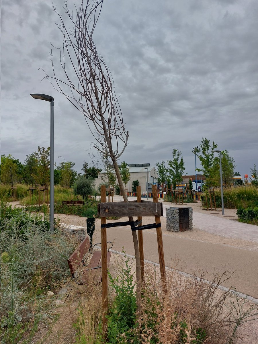 CastejonFerrer's tweet photo. A/A @Lineamadrid @JMDHortaleza, ruego procedan a la limpieza, mantenimiento y reposición de arboles muertos (seguramente en garantia) en el Jardín del Olmo Viejo junto al @ceip_zaragueta. Un gran avance ha sido su reciente apertura y es labor de todos su mantenimiento. Gracias. https://t.co/d8wSLzi4H3