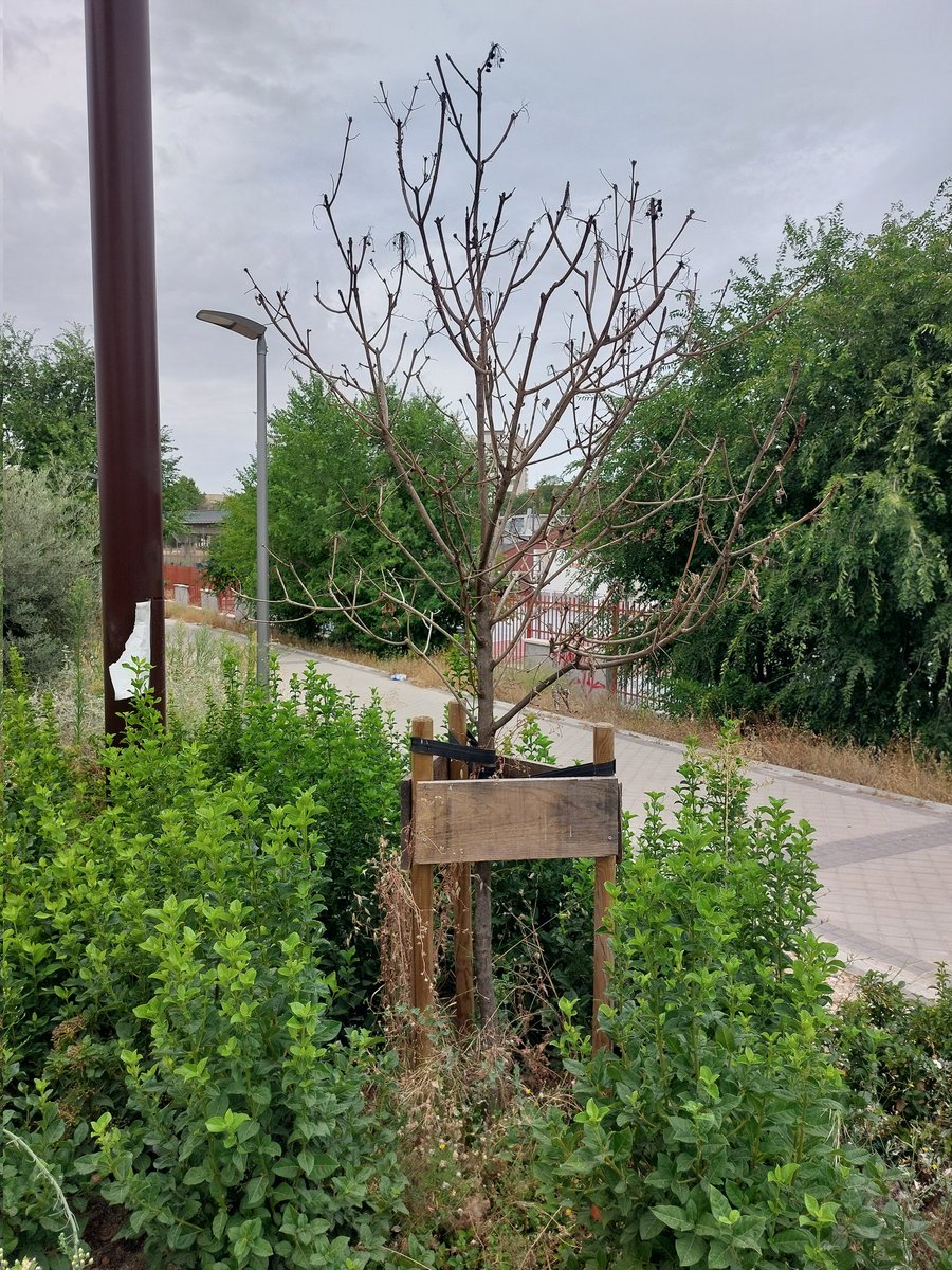 CastejonFerrer's tweet photo. A/A @Lineamadrid @JMDHortaleza, ruego procedan a la limpieza, mantenimiento y reposición de arboles muertos (seguramente en garantia) en el Jardín del Olmo Viejo junto al @ceip_zaragueta. Un gran avance ha sido su reciente apertura y es labor de todos su mantenimiento. Gracias. https://t.co/d8wSLzi4H3