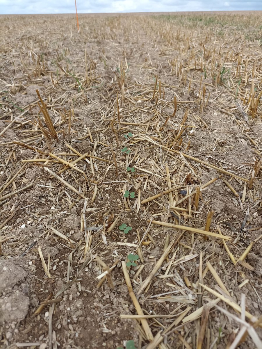 Pour la 2e année,  Mathieu #terresinovia et ses partenaires ont mis en place une plate forme #colza #robuste au lycée de la nature et du vivant de Somme-Vesle : implantation,  colza associé, fertilisation automnale, variétés, protection insecticide
A visiter dès cette automne