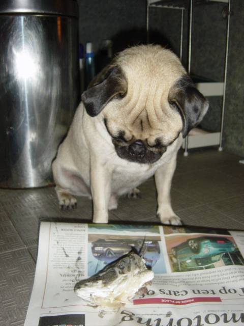 WTF ! my first post after a successful X verification and new blue tick.