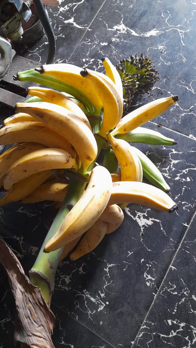Our First plantain harvest