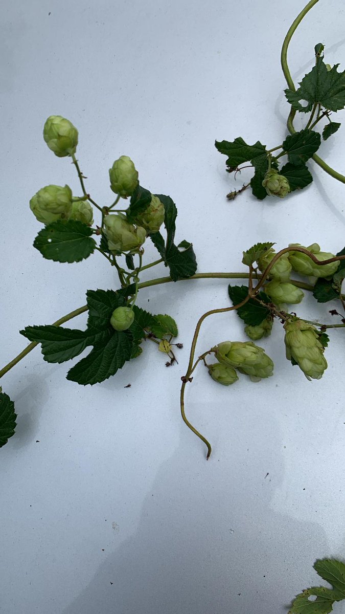 PaddyMFowler's tweet image. Also, any advice on hedgerow varieties, found some wild that might need to make a cameo in this