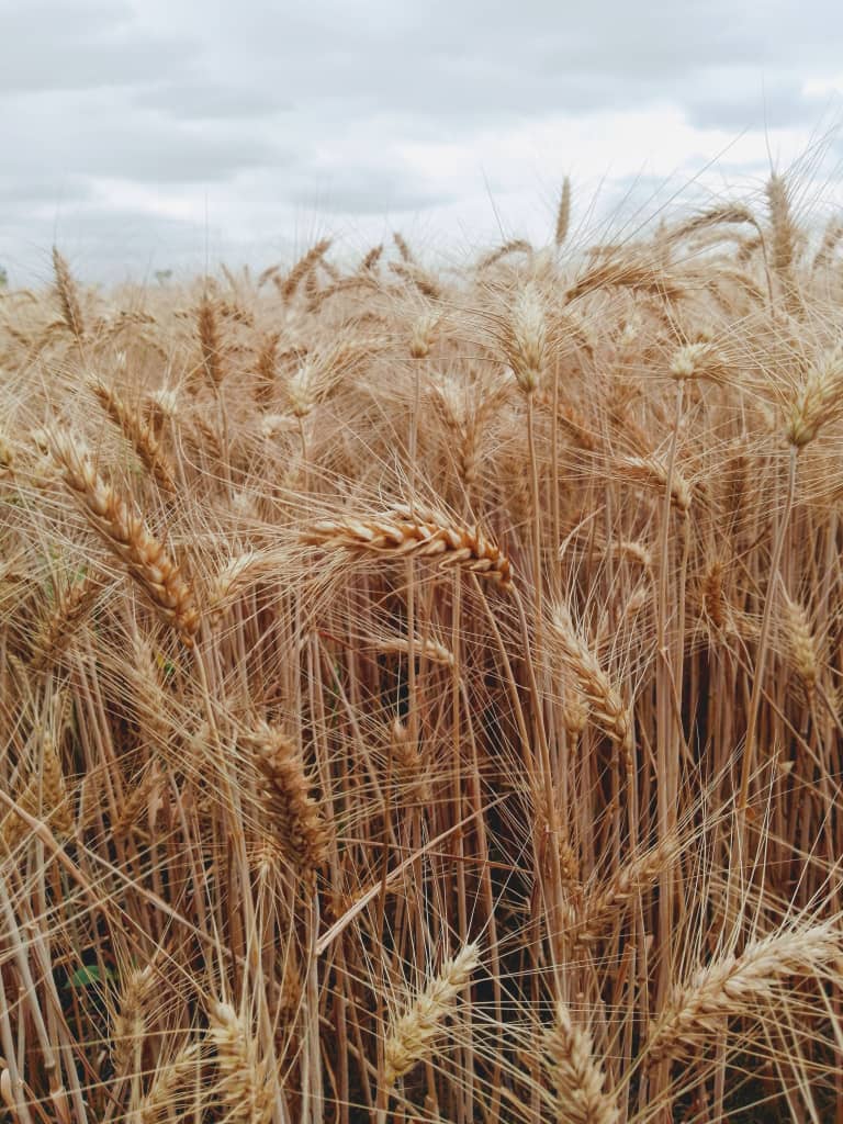 _futurefarm's tweet photo. Wheat is an important crop. Storing large quantities of wheat  in silos ensures grain quality, less dependence on labour, less operation costs &amp; longer storage periods.
Ensure your grain is stored in favourable conditions to avoid damages &amp; losses.
#grainstorage #fftuesdaytips https://t.co/tugqJrDq9m