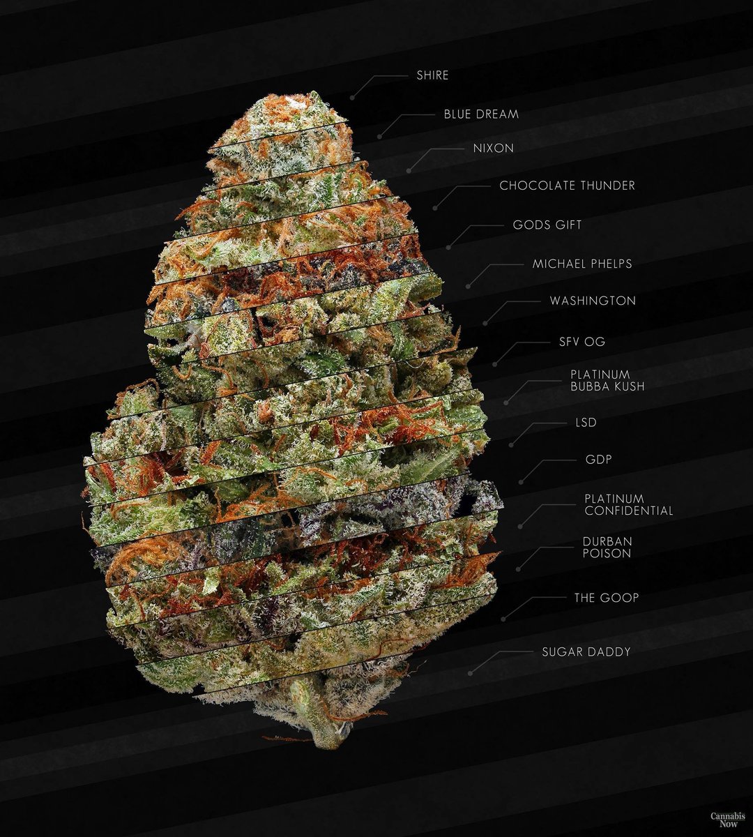 cannabishub's tweet photo. Simple cool graphic showing some different strains

Any that you like that are missing? https://t.co/PaodrmOw2o