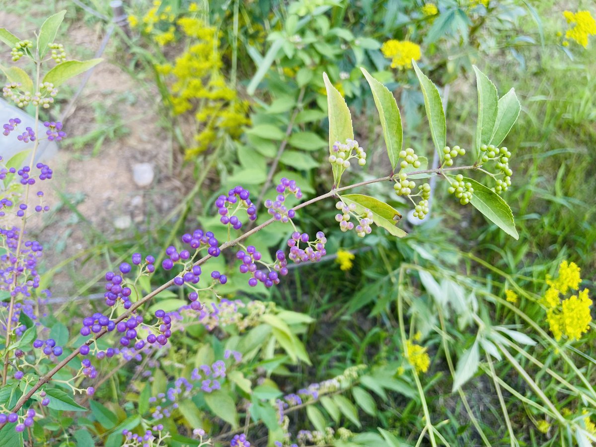 小紫式部も色づきはじめて
そろりそろりと秋