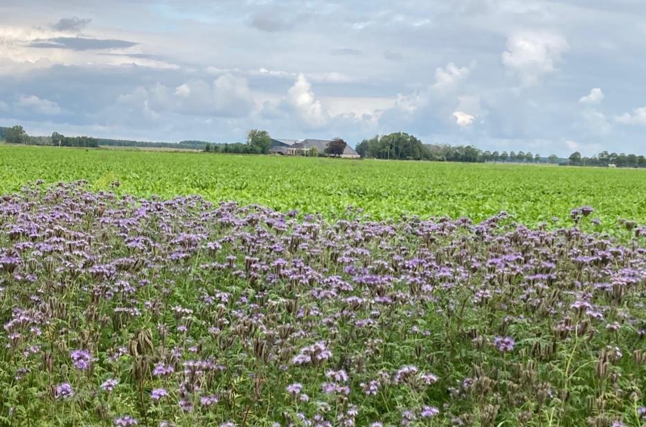 Dc_HetHogeland's tweet photo. Onderweg in en door 
@HetHogeland als
@Dc_HetHogeland na afspraak gemeentehuis Leens.
Veel boeren doen aan akkerranden beheer. #zonnebloemen en #zomerbloemen #Phacelia
#Leens #Ulrum #Vierhuizen 
#lovemyjob https://t.co/5VeCJiER7W