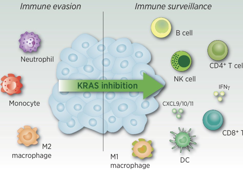 Anirban Maitra (@aiims1742) on Twitter photo This is a fantastic #OpenAccess review in <a href="/CCR_AACR/">Clinical Cancer Research</a> by <a href="/JulianDownward/">Julian Downward</a> & colleagues
Facts and Hopes on RAS Inhibitors and Cancer Immunotherapy
aacrjournals.org/clincancerres/…
There are multiple mechanisms through which oncogenic KRAS subverts the immune microenvironment (L) & how KRAS This is a fantastic #OpenAccess review in <a href="/CCR_AACR/">Clinical Cancer Research</a> by <a href="/JulianDownward/">Julian Downward</a> & colleagues
Facts and Hopes on RAS Inhibitors and Cancer Immunotherapy
aacrjournals.org/clincancerres/…
There are multiple mechanisms through which oncogenic KRAS subverts the immune microenvironment (L) & how KRAS