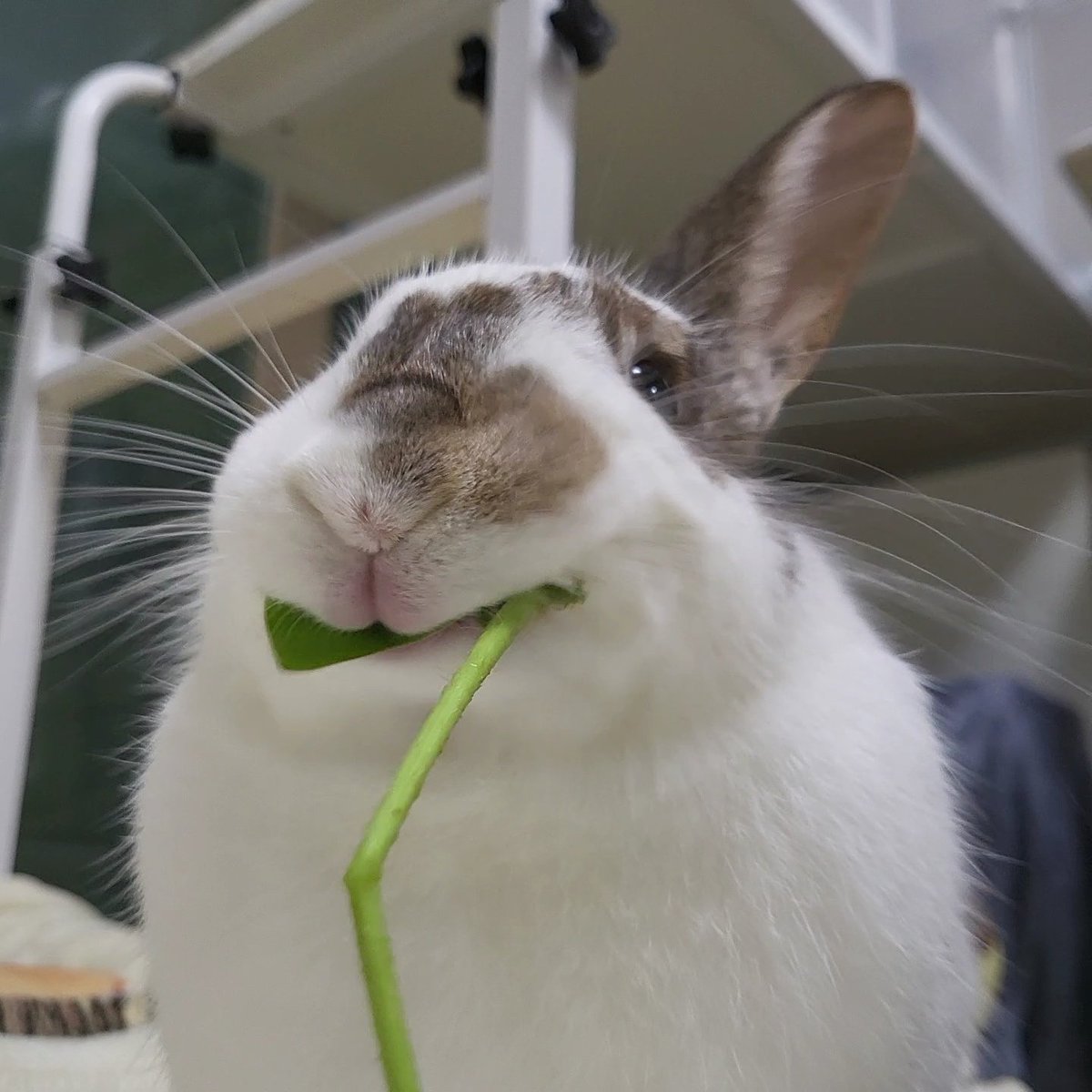 아주 맛있으시답니다