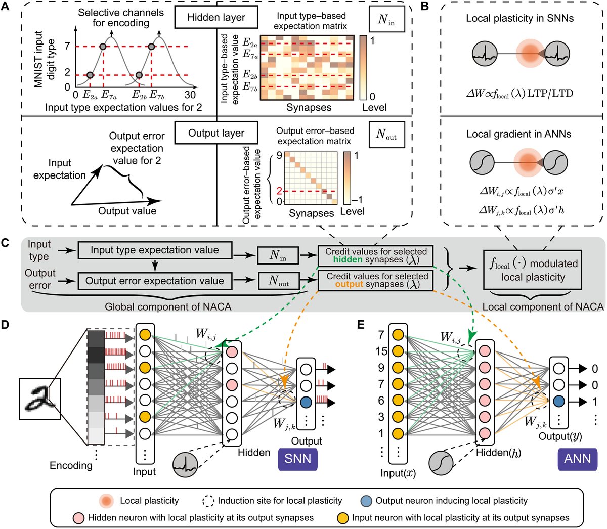 introspection's tweet image. A brain-inspired algorithm that mitigates catastrophic forgetting of artificial and spiking neural networks with low computational cost science.org/doi/full/10.11… #NeuroAI