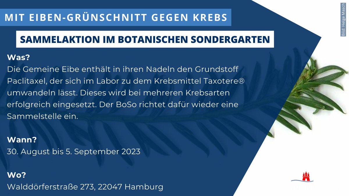 Mit Eiben-Schnittgrün gegen Krebs: Der Botanische <a href="/Sondergarten/">Bot. Sondergarten</a> richtet wieder eine Sammelstelle für einjährige Triebspitzen der Gemeinen Eibe (bitte so frisch wie möglich) ein. Vom 30.08.-05.09. können diese vor Ort abgegeben werden.

👉 Weitere Infos: hamburg.de/wandsbek/eiben…