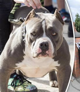 I have no clue why they’re not long banned—they’re #pitbull-derived and those were banned in 1991. Euthanise them all. 
And if some thick as concrete chav thug murmurs, ‘There’s no bad dogs, just bad owners…’ shoot them too. #XLbully #crime #dangerousdogs