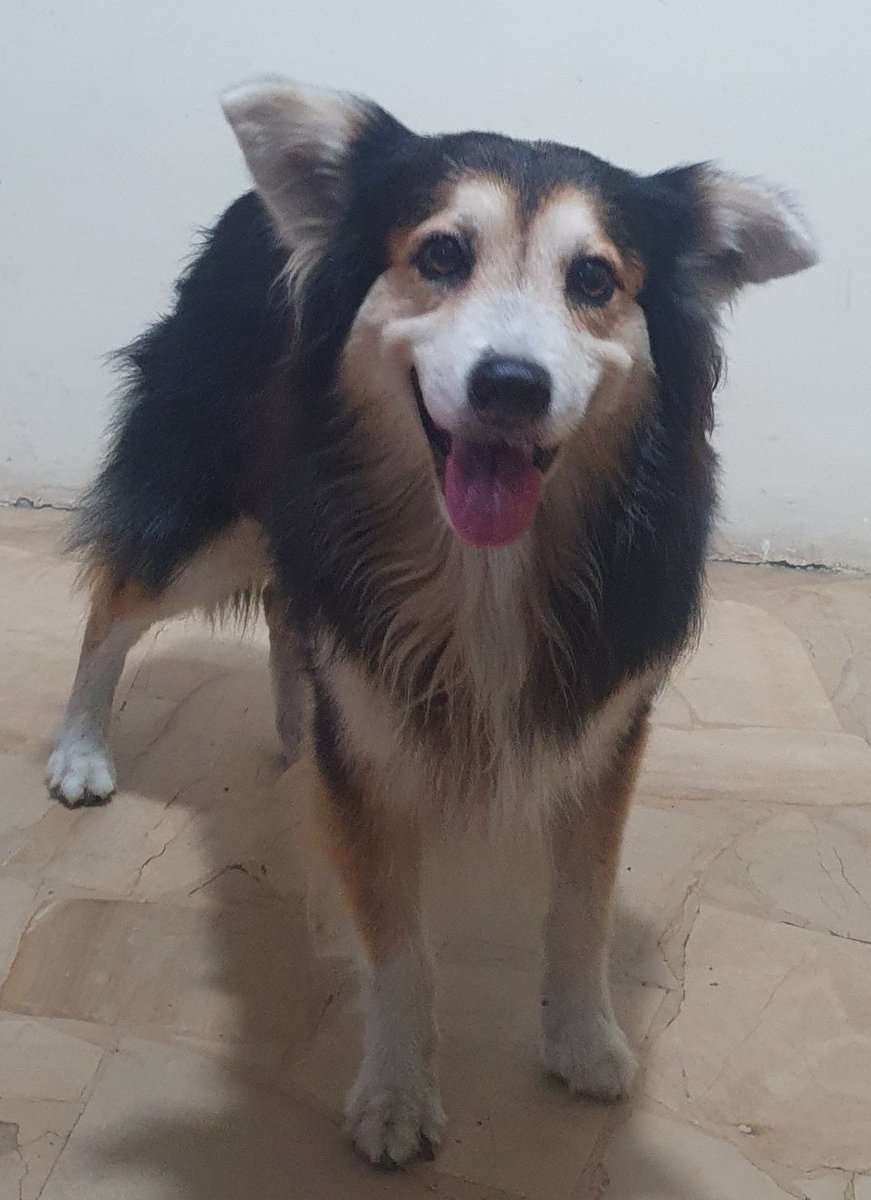 AlertaMePerdi's tweet photo. #ENCONTRADO #GUAYAQUIL
Fecha: 28/08/23
Sector: Norte, Sauces 9
Sexo: Macho
Raza: Mestizo
Obsv.: Orejas caídas, pelaje color negro con manchas blancas y café
Contacto: 0963800580
¡Ayúdalo a volver con su familia!
#AlertaMePerdí https://t.co/8zF1Gihdh3