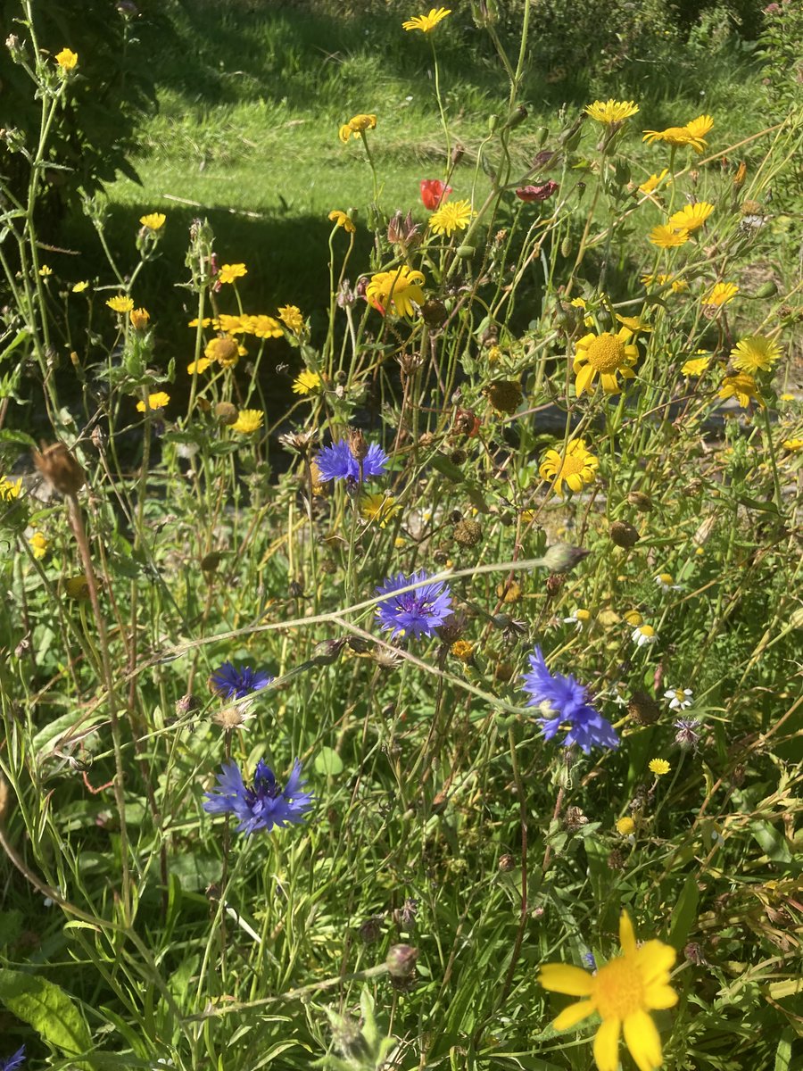 thebaytrust's tweet photo. #Wildflowers in the Pines Garden. The garden and tea room are open all weekend, 10am - 4pm 🌸
#kentweekend #thepinesgarden #thepinestearoom #kentdayout #kentdays #kentsummer https://t.co/p9LZYrMa2Z