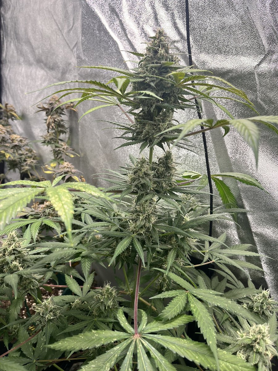 West coast OG showing some pinkish pistils. Love abit of KUSH 🌱 🔥 @Fast_Buds 🔥 🌱 🌱 @Living_Soils 🌱 💡 @spiderfarmerled 💡 #Mmemberville #CannabisCommunity #CannaLand #cannabisculture #420community #growyourown #cannabisgrower