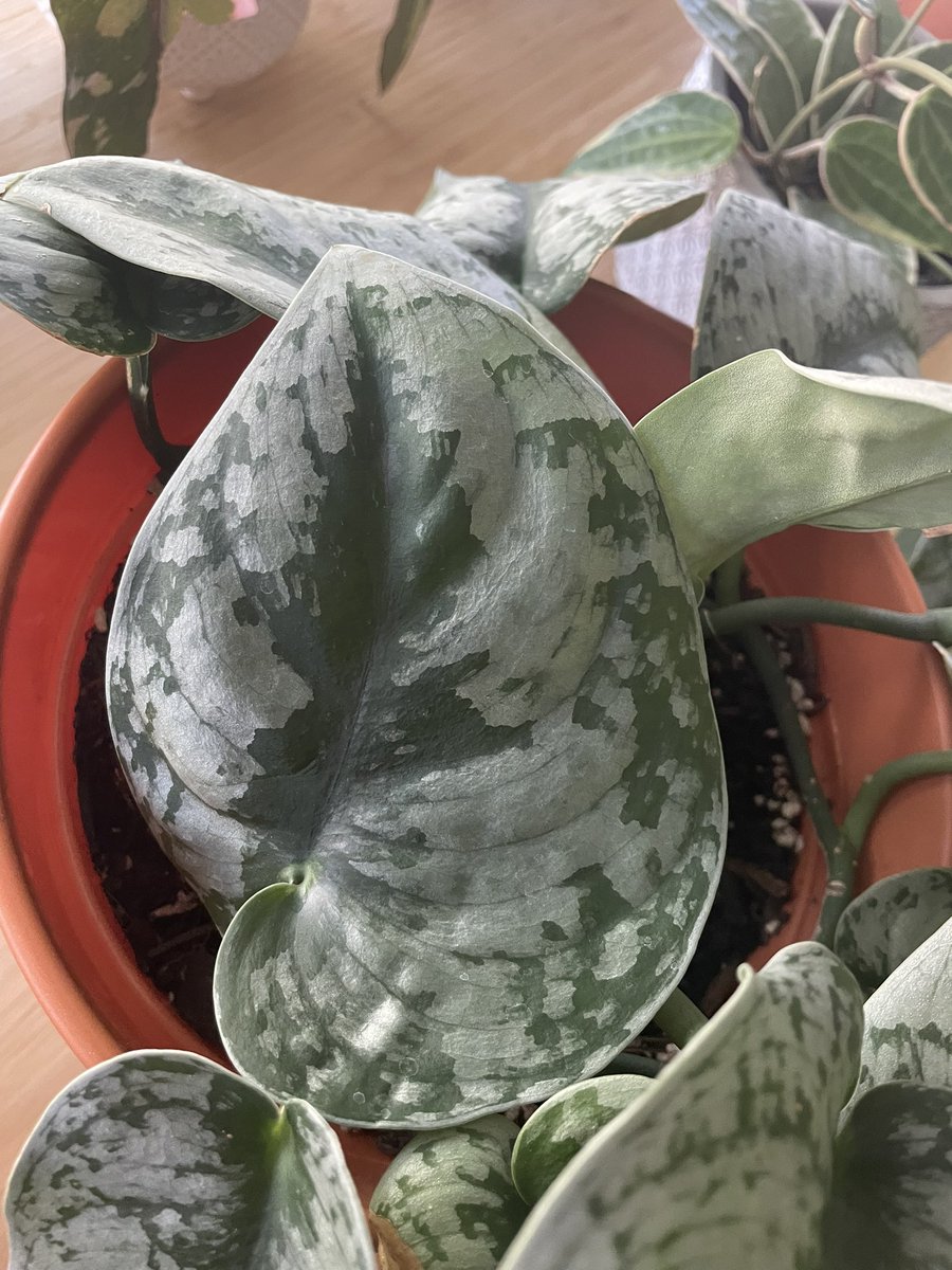 houseplantguy1's tweet photo. Silver Scindapsus 🪴🌞
#houseplants #planttwitter #plants https://t.co/zsUmyqiqdf