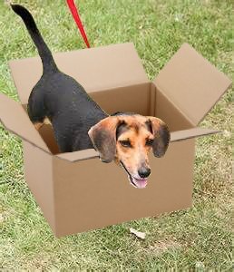 bootwtadoption's tweet image. .𖥔 ݁ ˖  a beagle dachshund mix has appeared at your door! 

.𖥔 ݁ ˖ from - anon

.𖥔 ݁ ˖ to - @Brynn34761597 

.𖥔 ݁ ˖