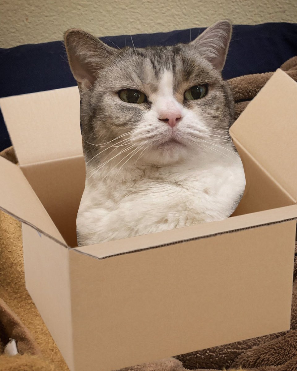 bootwtadoption's tweet image. .𖥔 ݁ ˖  a cat has appeared at your door! 

.𖥔 ݁ ˖ from - @MaxThompson700

.𖥔 ݁ ˖ to - @GenlossCafe 

.𖥔 ݁ ˖