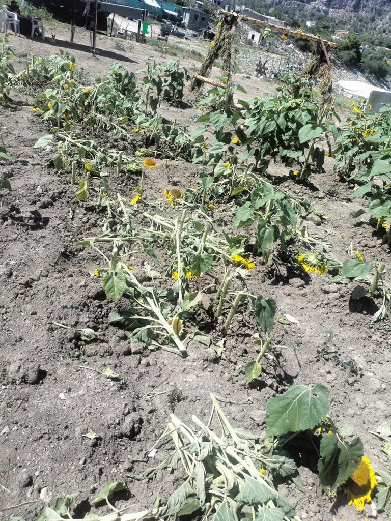 AnaRent's tweet photo. ¿Quién pudo ser tan malo? Destruyeron el campo de girasoles de Laguna de Sánchez en #Santiago, #NuevoLeón. Cuanta maldad para destruir algo tan bonito, que no le hacía daño a nadie. ¡Justicia para la naturaleza, justicia para los girasoles! 🌻🌻🌻🌻🌻🌻🌻🌻🌻🌻🌻 #MtyFollow #MTY https://t.co/lxsKnK1IiL