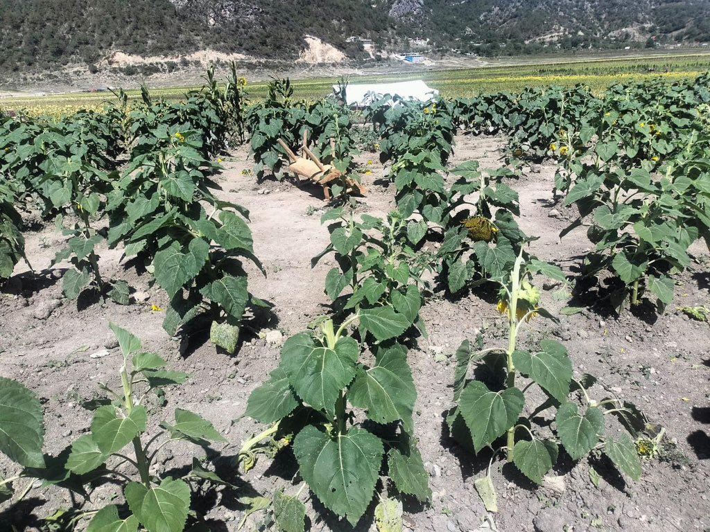 AnaRent's tweet photo. ¿Quién pudo ser tan malo? Destruyeron el campo de girasoles de Laguna de Sánchez en #Santiago, #NuevoLeón. Cuanta maldad para destruir algo tan bonito, que no le hacía daño a nadie. ¡Justicia para la naturaleza, justicia para los girasoles! 🌻🌻🌻🌻🌻🌻🌻🌻🌻🌻🌻 #MtyFollow #MTY https://t.co/lxsKnK1IiL