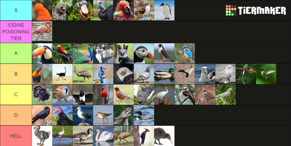 TylerIAm's tweet photo. Official bird tier is LIVE 🐦🐦‍⬛🦅🦆

 I don't think parrots got knocked enough for being able to TALK

https://t.co/sQiWWHTdbv https://t.co/kF7qHwNawG
