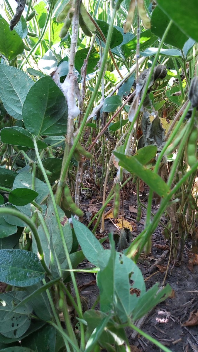 Top yield potential knocked out of this bean crop. White mold isn't region specific. 2 days and 380km of distance. Currently more fields have white mould present than not. #GLGTour2023
