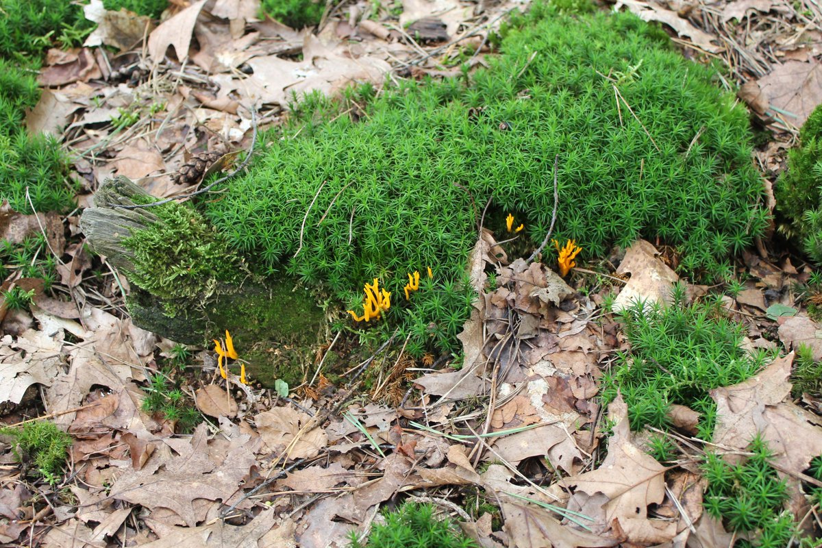 JiscaDijk's tweet photo. #CaloceraViscosa #kleverigKoraalzwammetje #Twente #Azelo
🔥 Atijd leuk een vuurtje in het bos te vinden.
Op sterk vermolmd hout voelt deze zich lekker 😊
>>>>2 https://t.co/IYgRtR0CuG