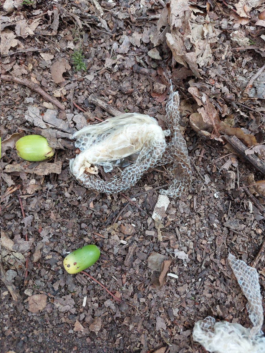BertMcV's tweet photo. @RSPCA_official spotted this shed snake skin on dog walk this morning in nearby common/woods. Any suggestions? https://t.co/AW7Ysl9pGk