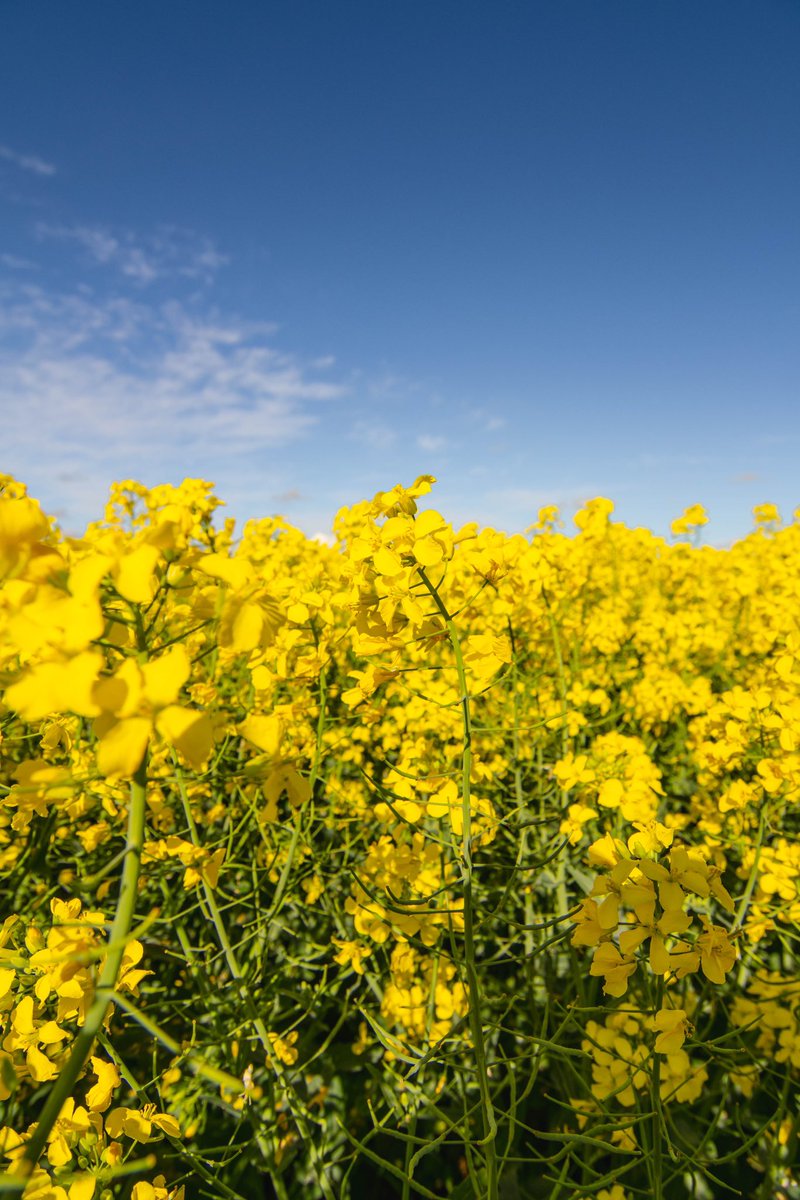 ScheepersTracy's tweet photo. Canola 🌼

#capetown #westerncape #overberg https://t.co/l2KR9pSo4b