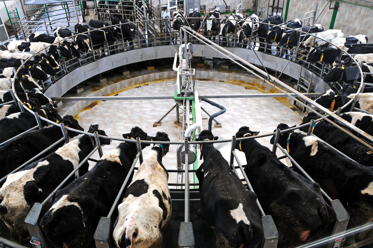 Cows used for dairy are treated like machines rather than living, feeling individuals. 💔🐄