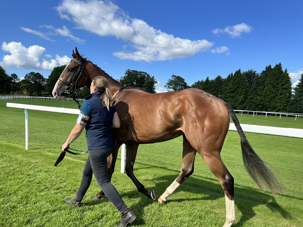 Tees Douge today <a href="/RiponRaces/">Ripon Races</a> with <a href="/sjdougal55/">Sarah Johnson</a> #bestturnedout