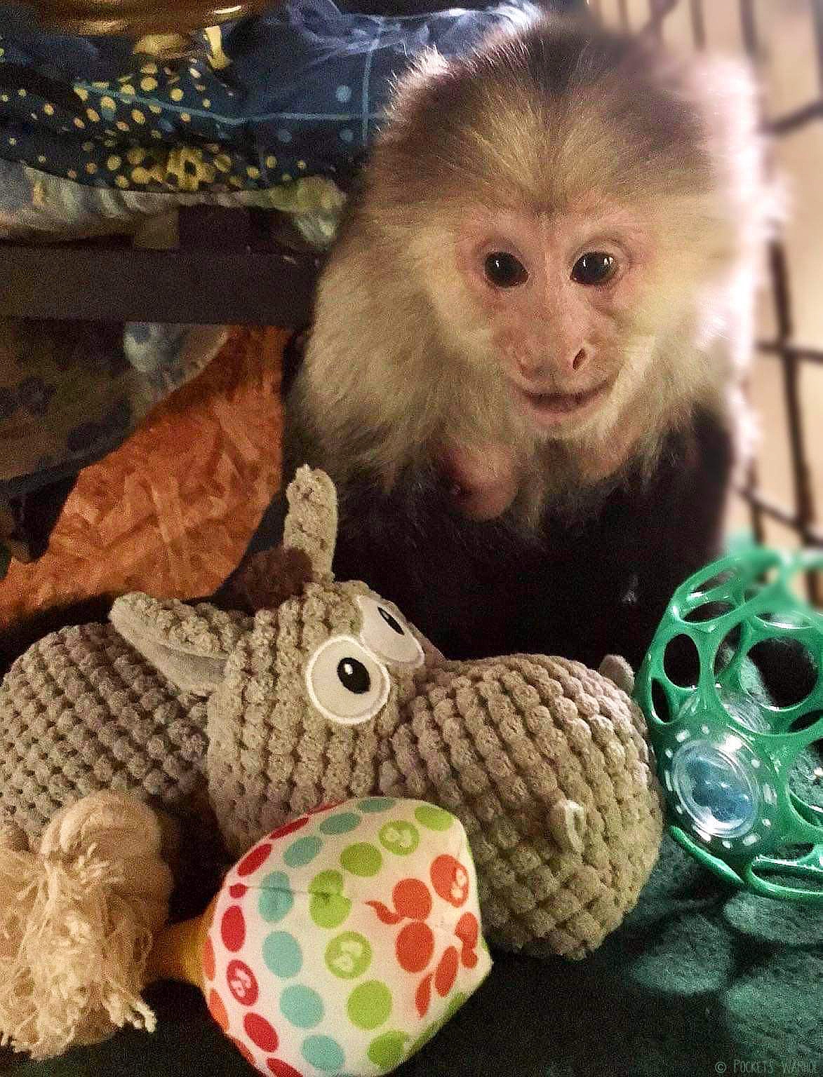 Cute baby on sale monkeys for sale