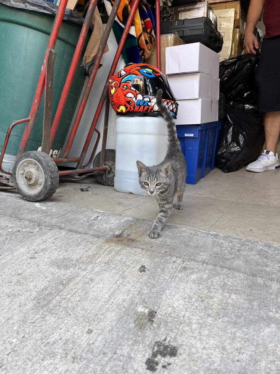 iztacalconews's tweet photo. SE BUSCA A SU FAMILIA...
Se encontró en Sur 113 y Oriente 116.

Está resguardado. AYUDA PARA QUE REGRESE A CASA 
Inf : 5611120406 https://t.co/Cp3wYETsFs
