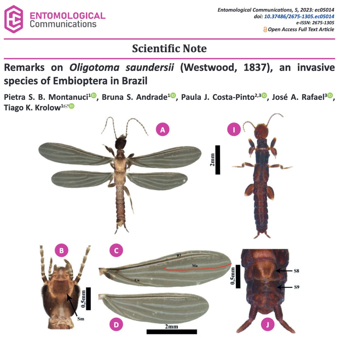EntomologicalC's tweet photo. Remarks on Oligotoma saundersii (Westwood, 1837), an invasive species of Embioptera in Brazil
 
https://t.co/VBjGacu1F7
 
#entomologicalcommunications #entcom #seb #scientificnote #embioptera #invasivespecies https://t.co/1hbZeYhWEA
