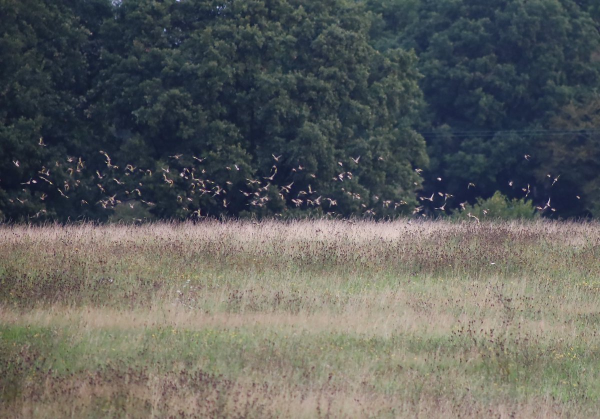 trellechpew's tweet photo. Last pic’s of the charm of goldfinches before they head south ! #monmeadows #trellech #wetmeadow #charm https://t.co/vqQkhL8VBr