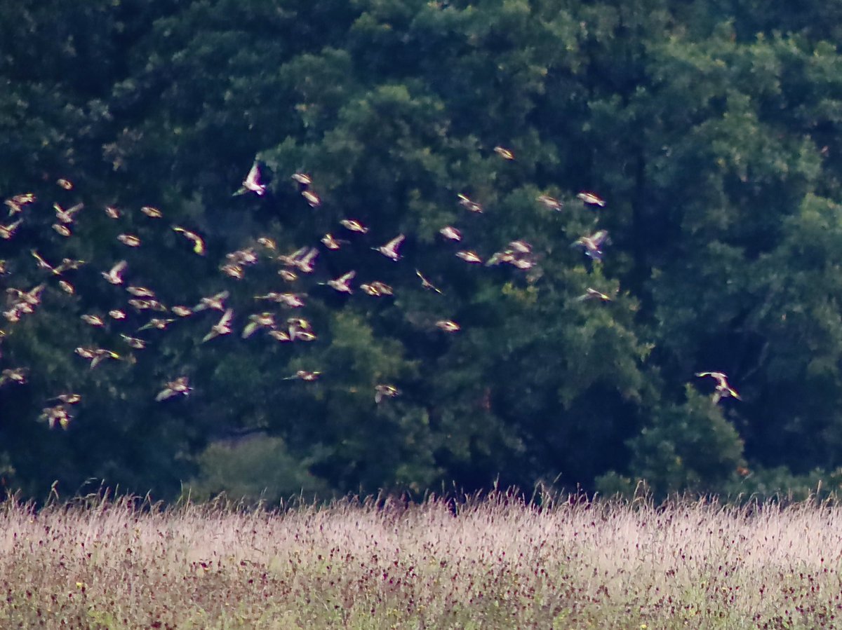 trellechpew's tweet photo. Last pic’s of the charm of goldfinches before they head south ! #monmeadows #trellech #wetmeadow #charm https://t.co/vqQkhL8VBr