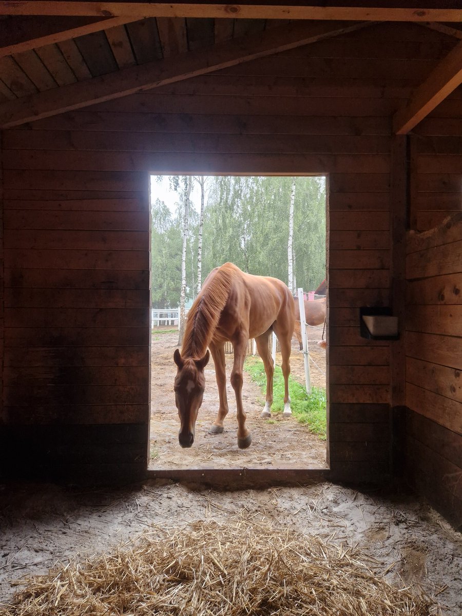 Gocha_jbg's tweet image. Dyzio w nowym domku, jak dobrze w końcu się nie martwić 
#newstable 
#happyhorse