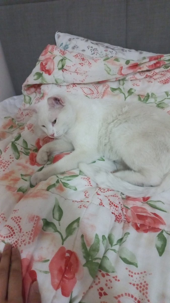 ESKISEHIR VE CEVRE ILLER YUVA!
Eger yuva cikmazsa Pamos sokakta bir lokma yemek ve su icin aralarinda dolastigi ve istenmedigi sokaga geri donecek. Lutfen ona bir sans tanir misiniz? Sokaga donmekten onu kurtarir misiniz?
Iletisim:0541 918 74 27