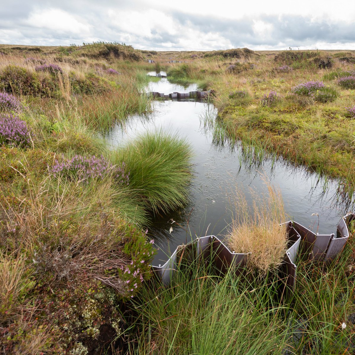 Discover & share the magic of the moors through storytelling. Join us in Hayfield to hear Tales from the Bog, share your own stories of #KinderScout & find out about peatland restoration. 🗓️1 September 🕑2- 4pm. 🔎More details >> bit.ly/47Qd6ah 📸NTimages/Paul Harris