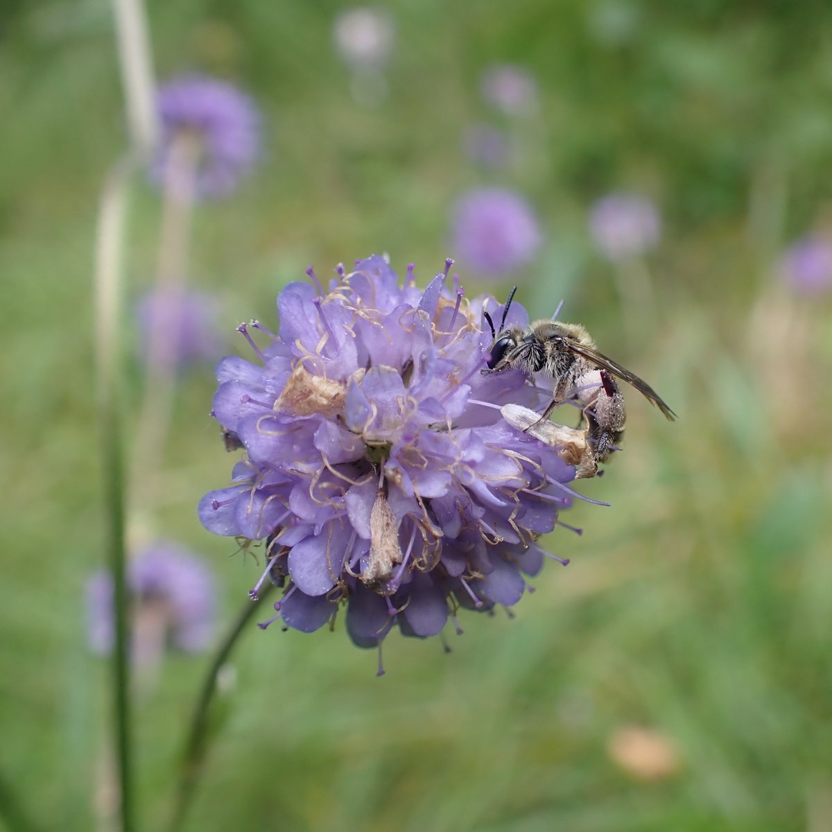 Aaaaah, Small Scabious Mining Bee! 😍 In Scotland, females collect pollen from Devil's-bit Scabious 💜🩶 #Cairngorms