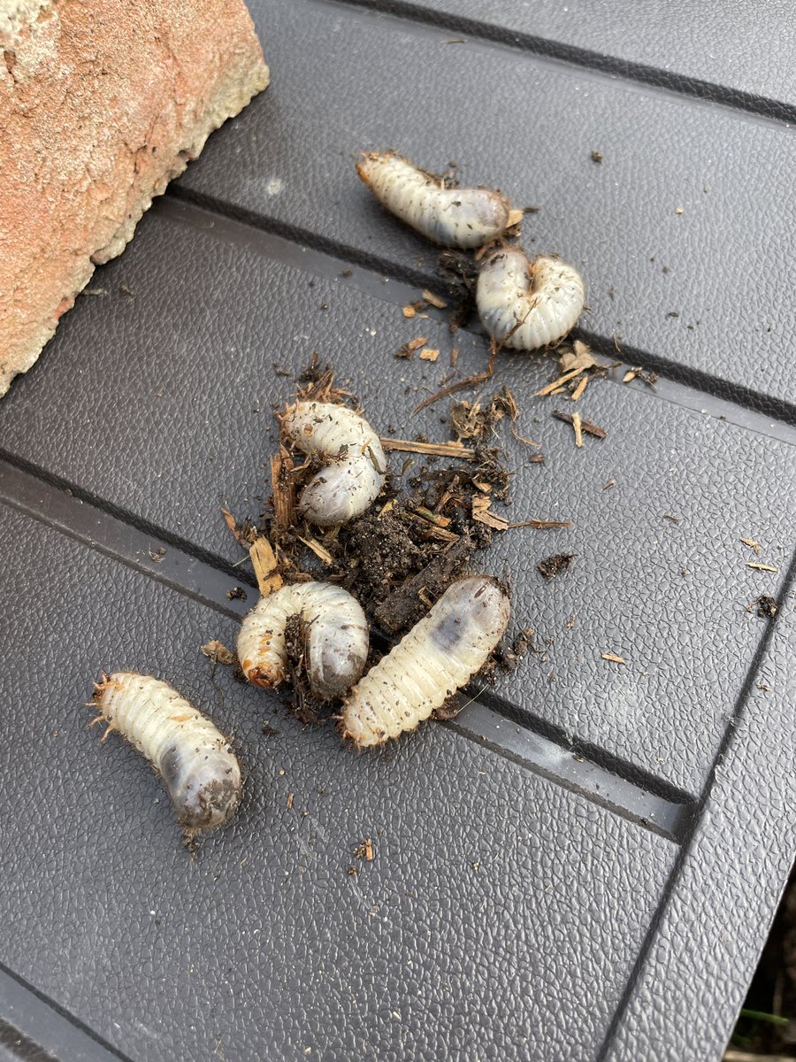 Sorted out my black gold in #compost dalek at #allotment today. Found dozens of these grubs. Think they are rose chafer #beetles as there were two adults in the bin. All tucked back up 😎
