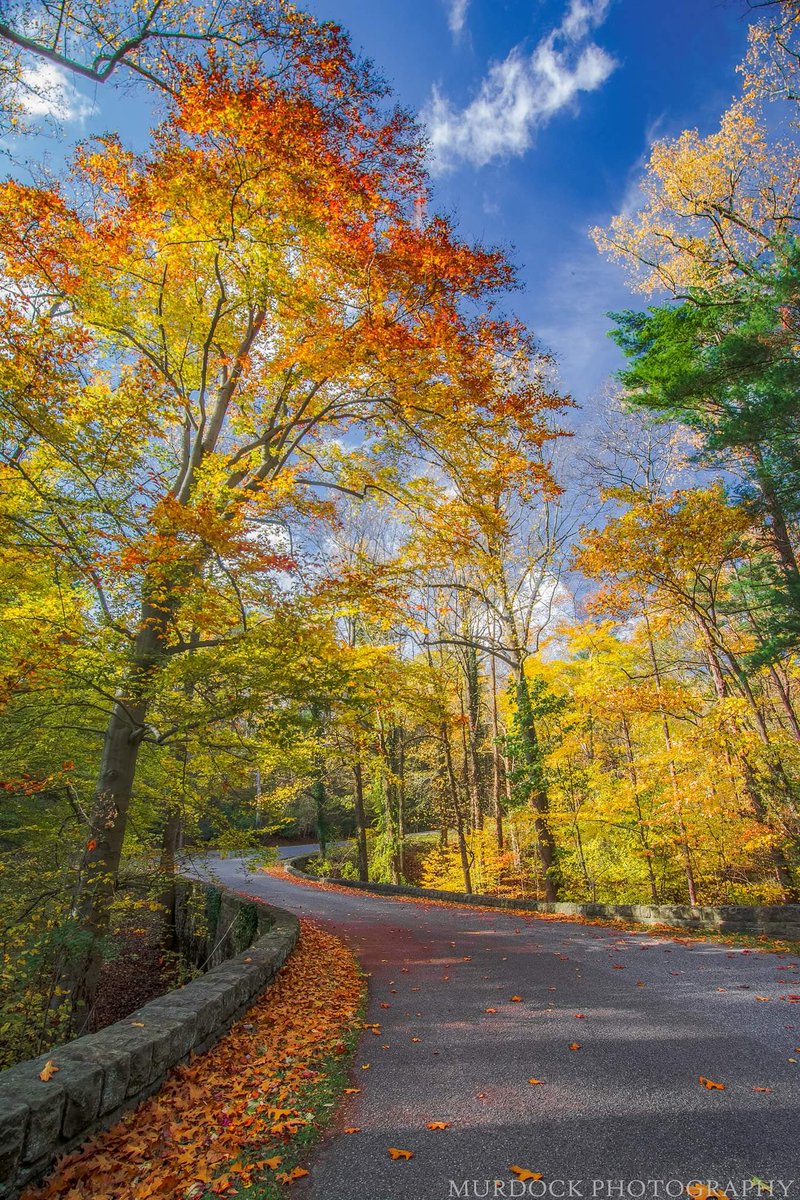 MurdockPhotosWx's tweet photo. @NikonUSA West Virginia! Photos taken in New River Gorge National Park, Babcock State Park, Ritter Parks Rose Garden, Rotary Park. Shot with @NikonUSA Z 7II and D7100. #GoToWV https://t.co/Ri8MRagq1J