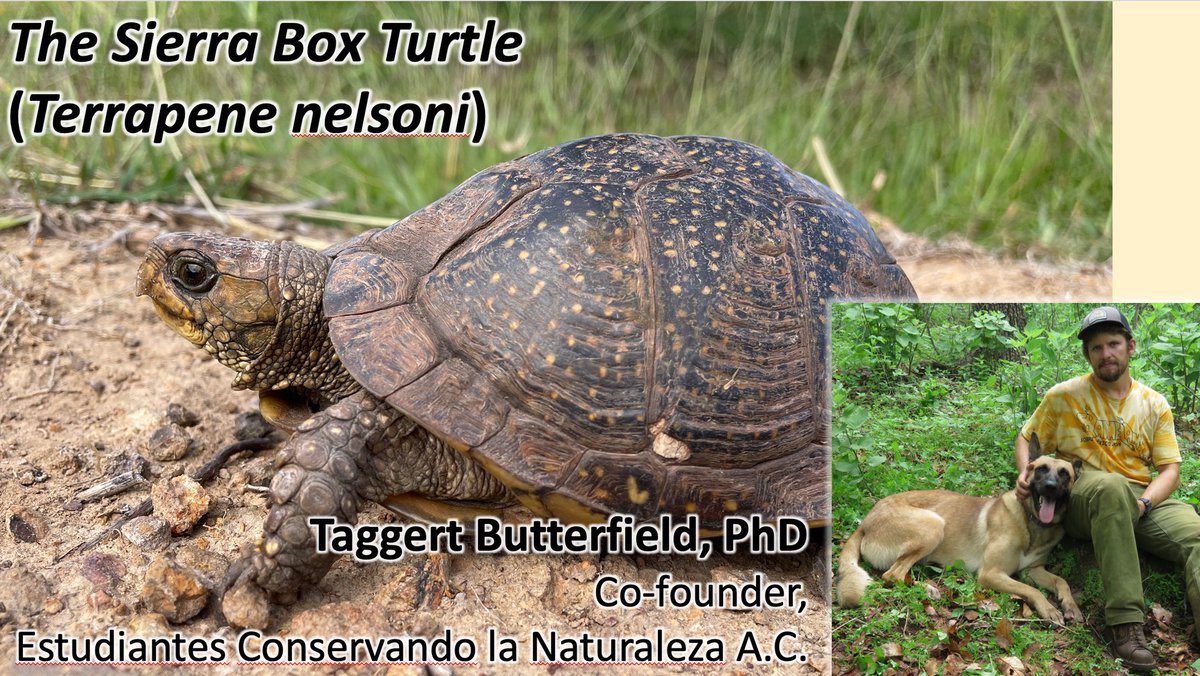 TucsonHerps's tweet image. If you missed last night’s talk, go to the link in bio to watch a recording! #Terrapene #conservation @TurtleSurvival