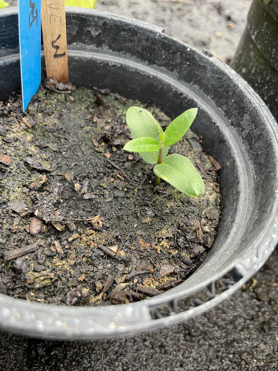 I have an #olive seedling (2 in fact). It’s only taken 5 months for them to germinate! No sign of the banana seedlings
