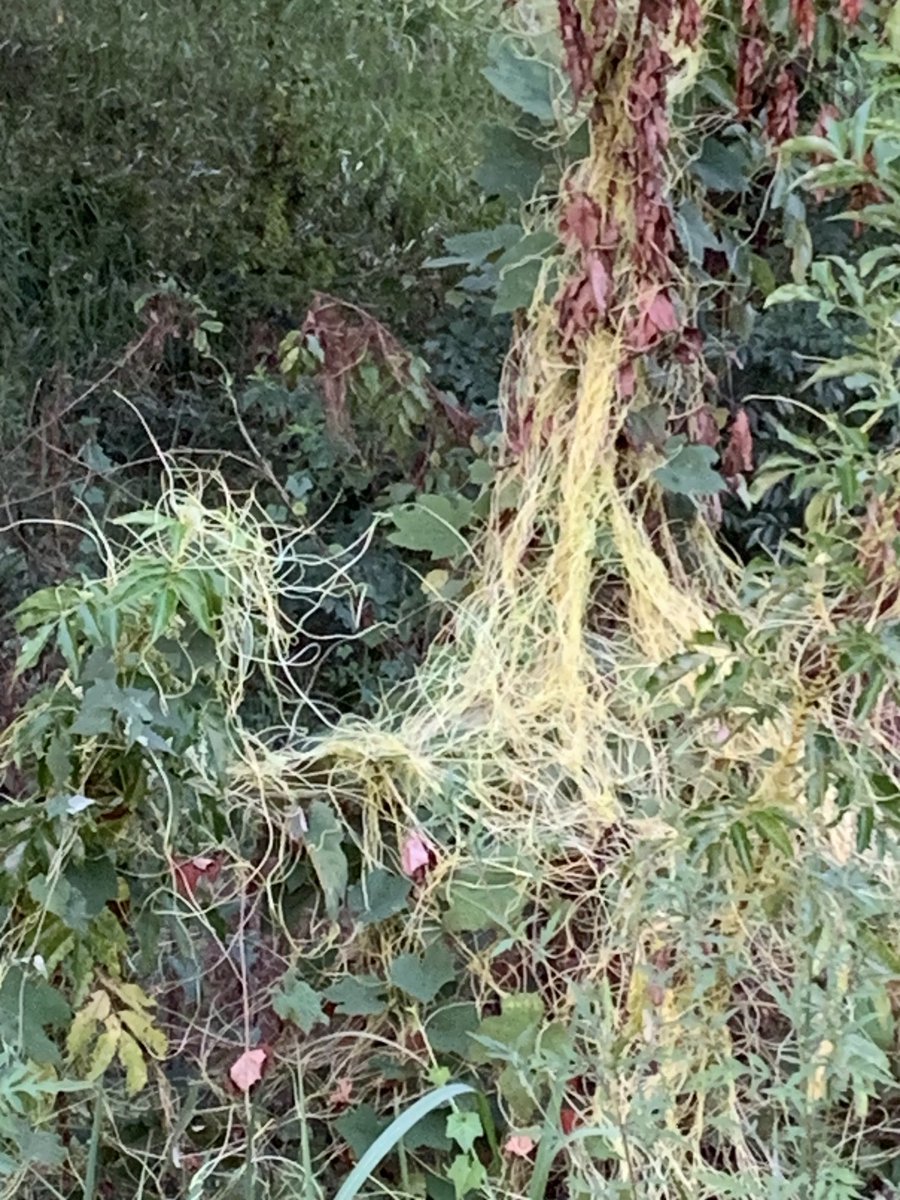alabamaED's tweet photo. A little patch of dodder to start your day. Dodder is a parasitic plant that infests many crops, ornamentals, native plants &amp; weeds. Dodder has twining stems that vary from pale green-yellow-orange. Dodder can limit photosynthesis but gets most of its energy from its host plant https://t.co/ktowkeMnHL